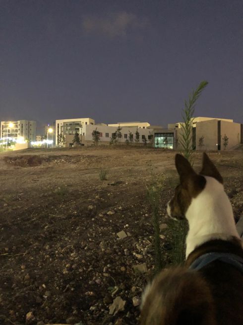 צילום בשעת ערב. מקרוב הכלב שלנו, ברקע בניינים חדשים, ובאמצע משטח חול